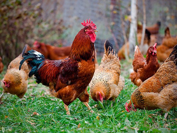 Породы куриц | ЗооТом - продажа, вязка и услуги для животных в Сарове