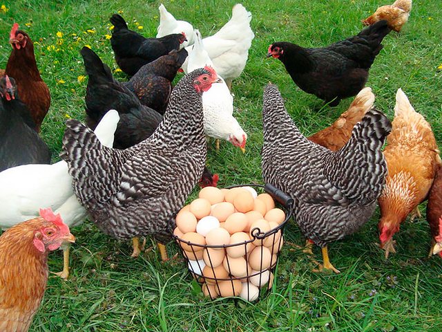 Содержание кур и уход за ними | ЗооТом - продажа, вязка и услуги для животных в Сарове