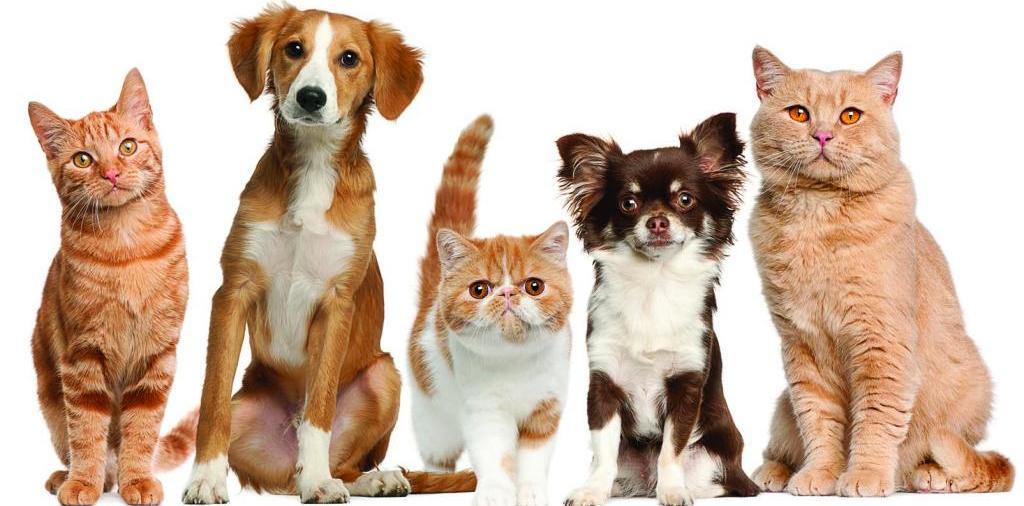 Доска объявлений о животных | ЗооТом - продажа, вязка и услуги для животных в Сарове