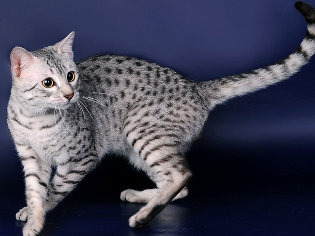 Породы кошек в Сарове | ЗооТом портал о животных
