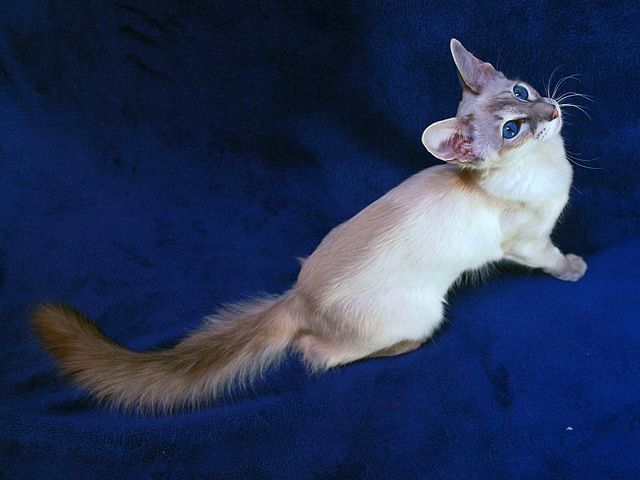 Выведенные породы кошек в Сарове | ЗооТом портал о животных