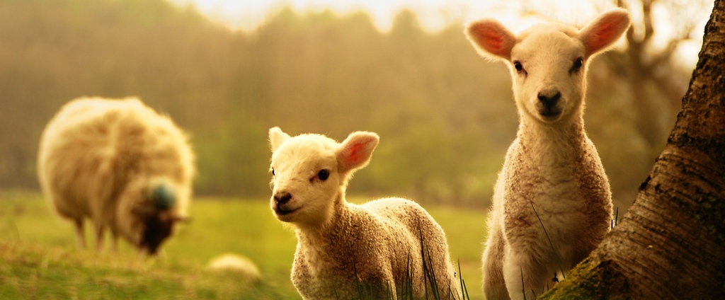 Объявления о сельскохозяйственных животных | ЗооТом - продажа, вязка и услуги для животных в Сарове
