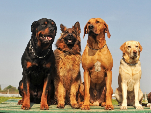 Крупные породы собак в Сарове | ЗооТом портал о животных