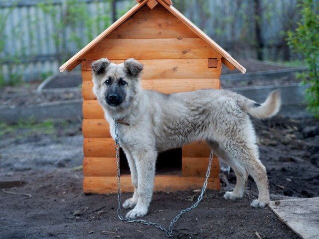 Все о собаках в Сарове Все о собаках в Сарове